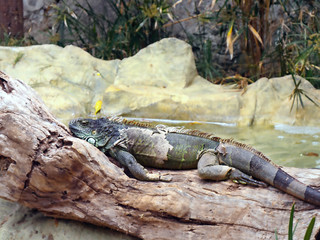 A large adult male iguana  lies stretched out on a tree trunk, the old skin shreds can be seen on the various parts of the body