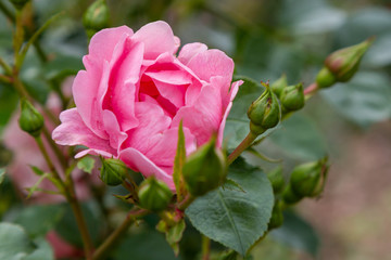 Beautiful pink roses close up in the garden. Blooming rosa flowers and leaves in natural background. Floral background.