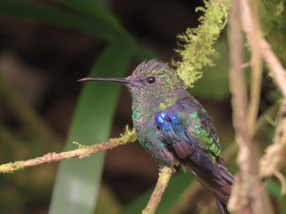 Young hummingbird