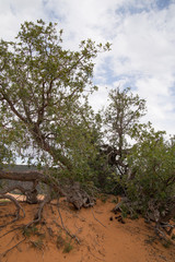 tree in the park