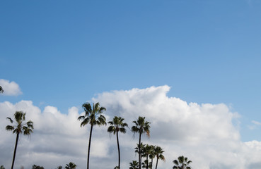 Obraz premium palm trees against blue sky