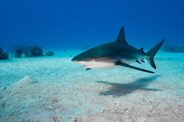 Fototapeta premium A beautiful Caribbean Reef Shark patrols the waters of the Turks and Caicos Islands in the Caribbean for a meal. 