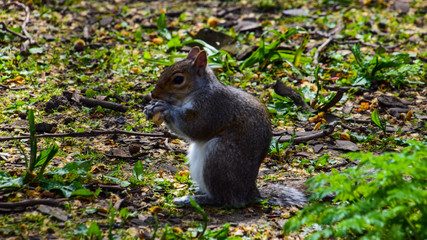 Squirrel eating fruit