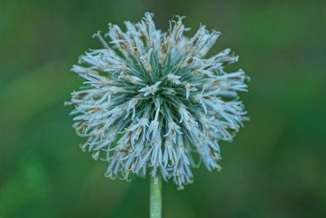 one white round bud of wild onions on a green stem in the forest