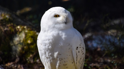 White Owl