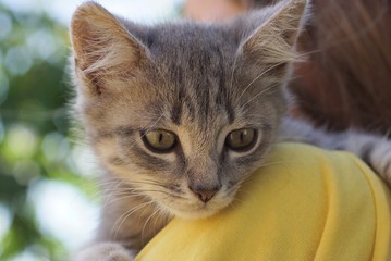gray kitten lies on the shoulder of a girl 