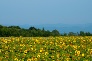 bright sunflowers on a large field on a sunny day