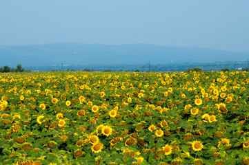 bright sunflowers on a large field on a sunny day