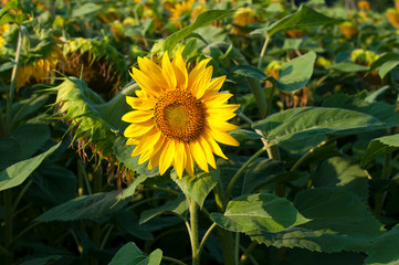 bright sunflowers on a large field on a sunny day