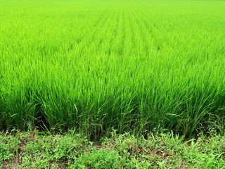 稲穂の付き始めた田圃風景
