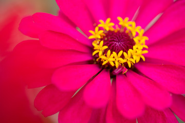 ピンクの百日草の花のアップ