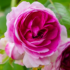 Obraz premium Beautiful purple roses in the garden. Blooming rosa flowers and leaves in natural background. Floral background.