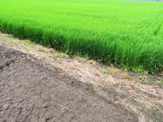 畑と畦と青田風景