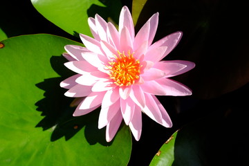 beautiful lotus flower or water lily in pond