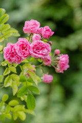 Beautiful pink roses in the garden. Blooming rosa flowers and leaves in natural background. Floral background.