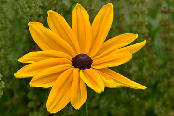 Beautiful black-eyed Susan blossom