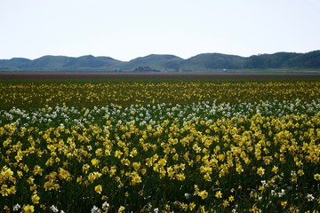 field of yellow flowers