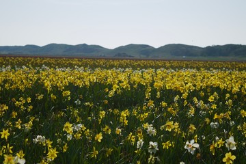 Fototapeta premium yellow flowers with hills