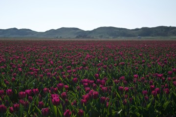 Obraz premium tulip field with hills