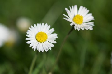 Obraz na płótnie Canvas daisy in green grass II
