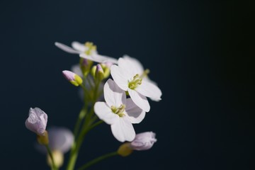 Fototapeta na wymiar simple flowers II