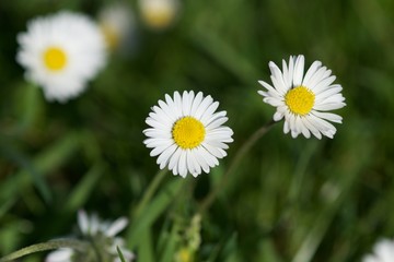 Obraz premium daisies in green grass