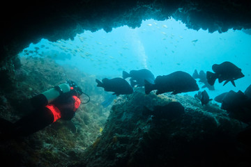 Woman scuba diver swimming through cave with large cod fish and cave mouth