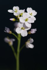 Fototapeta na wymiar simple flowers