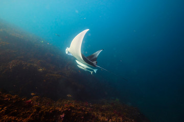 Wild juvenile male manta ray swimming in clear blue water with large wing span