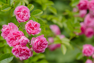 Beautiful pink roses in the garden. Blooming rosa flowers and leaves in natural background. Floral background.