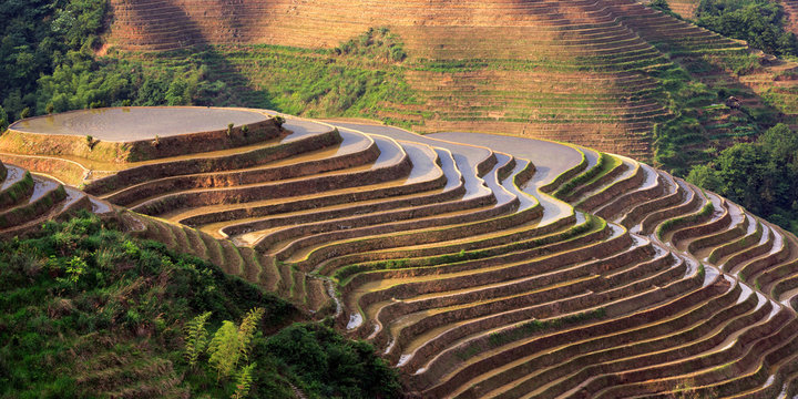 Longsheng Rice Terraces, Longji Rice Terrace (Dragons Backbone) in Longsheng County - Guangxi Province, China. Layered Irrigated Terraces filled with water, new seasonal crop. Chinese Landscape