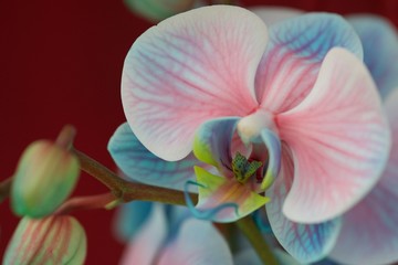 colorful orchid II