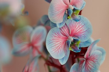 colorful orchid