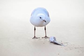 Seagul eating dinner