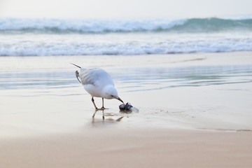 Seagul eating fish