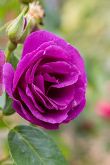Beautiful purple roses in the garden. Blooming rosa flowers and leaves in natural background. Floral background.