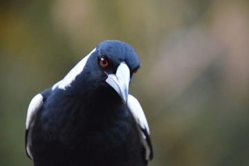 Magpie