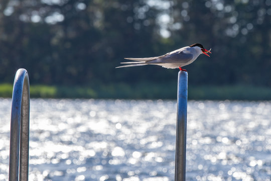 A Common Tern rests with a herring in its mouth that was caught in the Archipelago of Finland. 