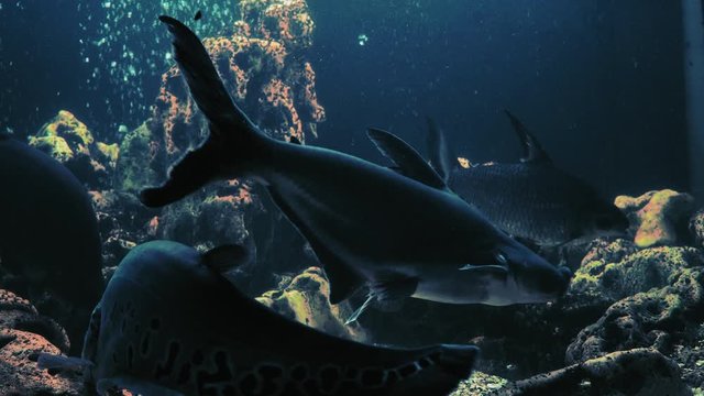 Notopterus chitala fish Swim in Aquarium with Other Exotic Fish