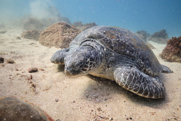 Green sea turtle resting on sand bank underwater