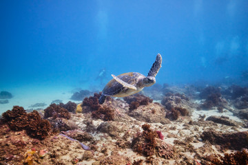 Green sea turtle underwater with scuba divers around