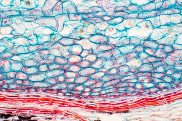 Cross sections of plant stem under microscope view show Structure of Collenchyma Cells.