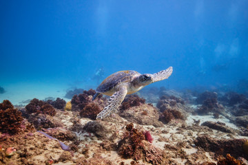 Fototapeta na wymiar Green sea turtle underwater with scuba divers around