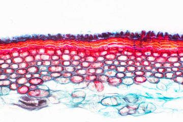 Cross sections of plant stem under microscope view show Structure of Sclerenchyma cells.