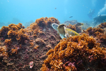 Green sea turtle underwater with scuba divers around