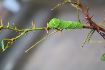 ちょう　あげは　幼虫　夏　サンショの木　栃木