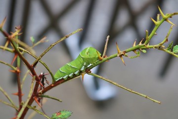 ちょう　あげは　幼虫　夏　サンショの木　栃木