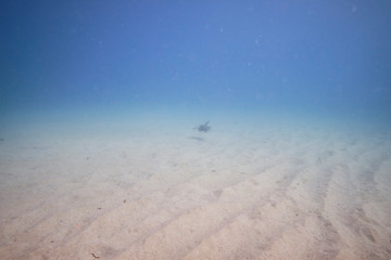 Green sea turtle swimming across sand bank underwater