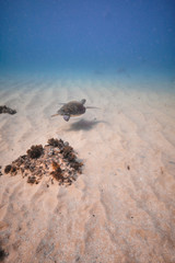 Green sea turtle swimming across sand bank underwater