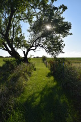 Field